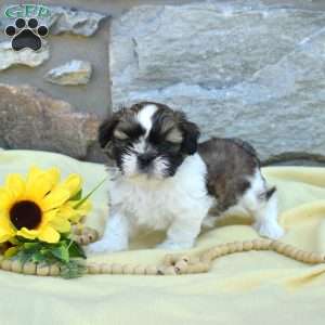 Corduroy, Shih Tzu Puppy